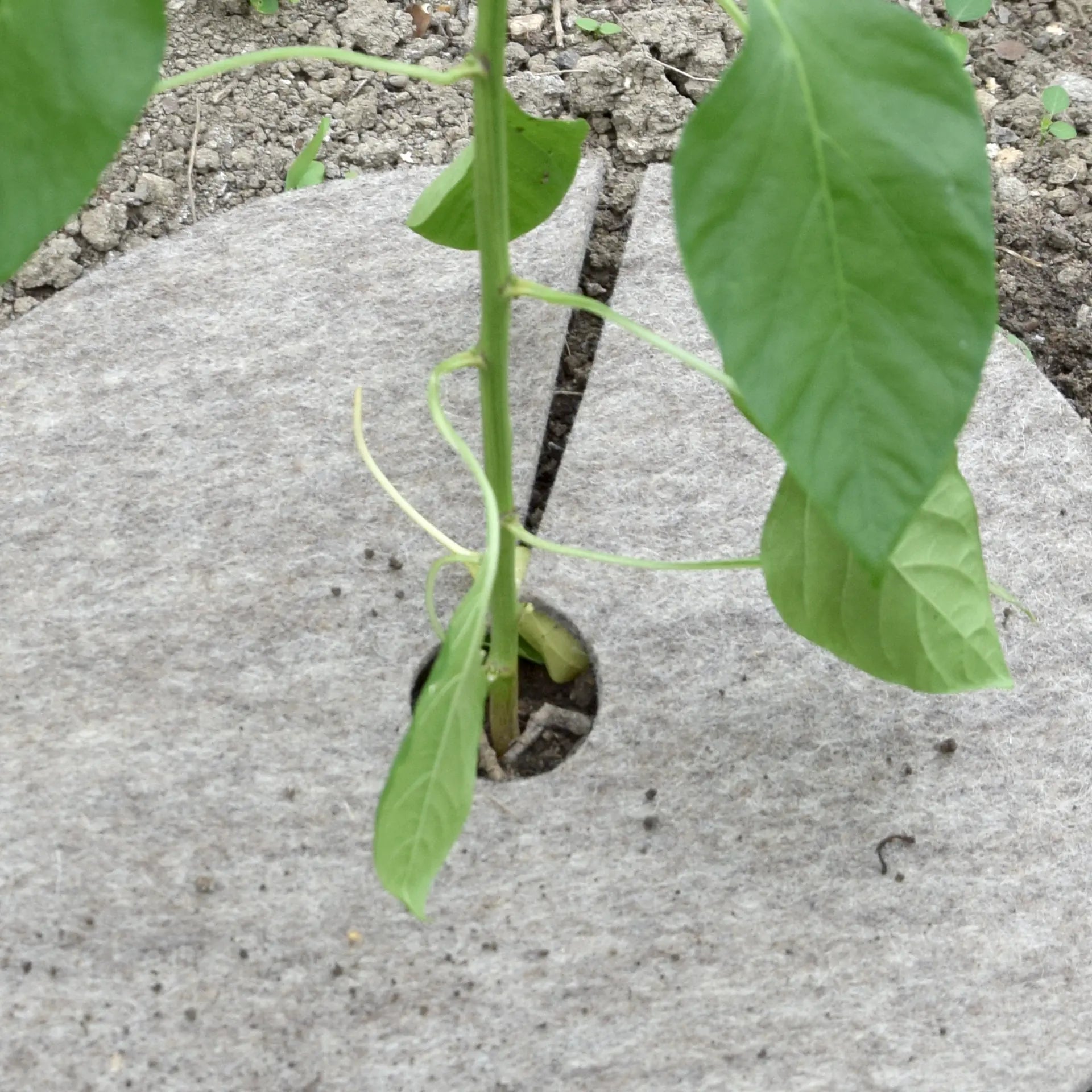 Unkrautfilz, 4 Stück