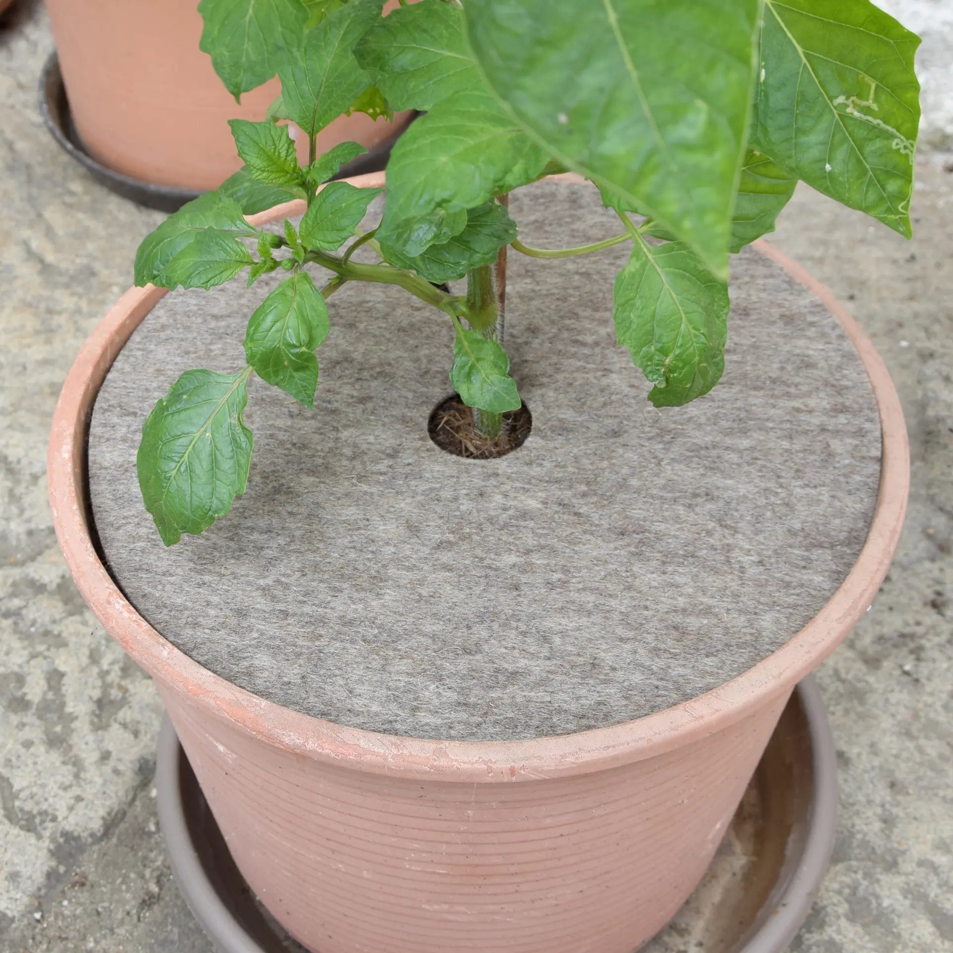 Unkrautfilz, 4 Stück