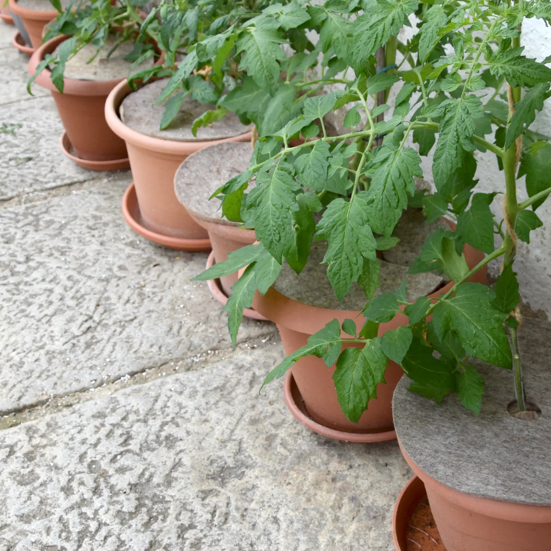 Unkrautfilz, 4 Stück