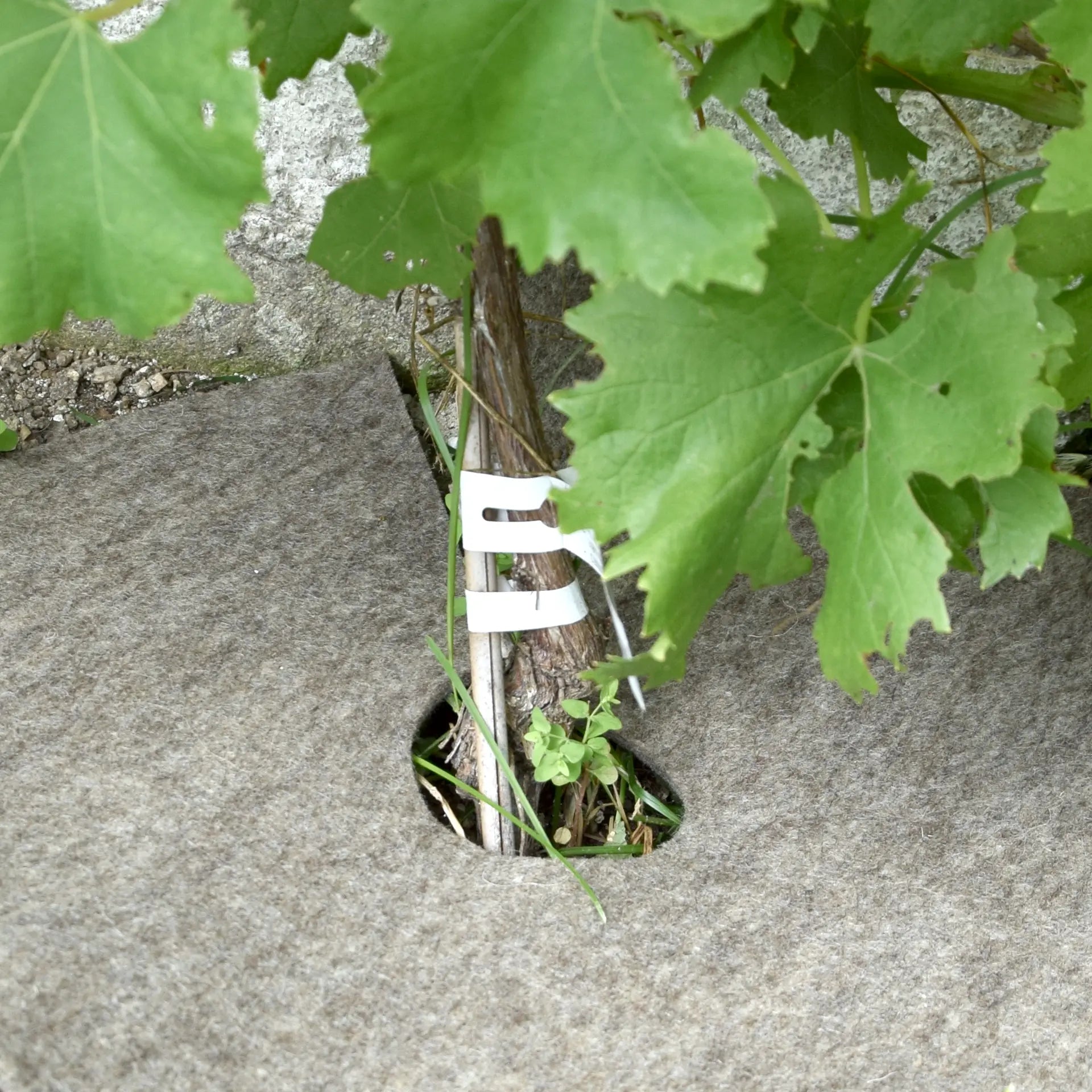 Unkrautfilz, 4 Stück